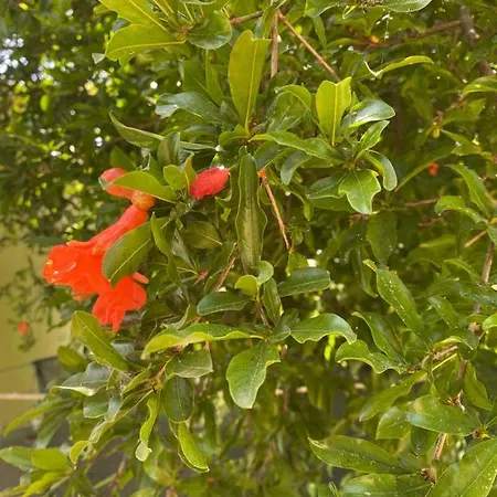 Loukia Διαμέρισμα Corfu (city)