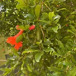 洛基亚别墅公寓 公寓 Corfu (city)